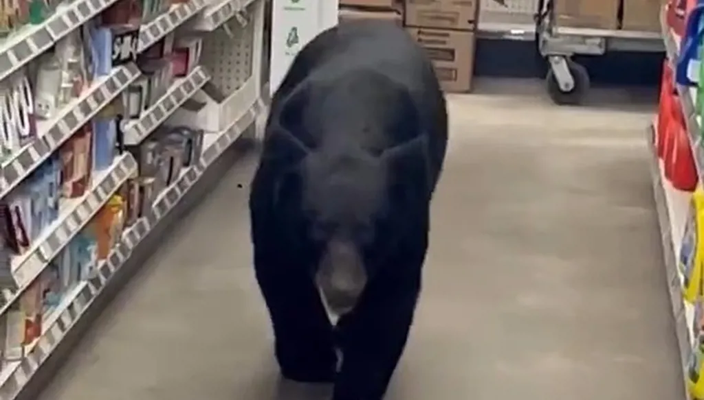 بالفيديو... دب يقتحم متجراً ويهاجم مسنّة!