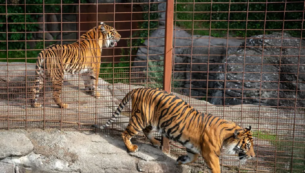 "تبرّع بحيوانك الأليف ليُفترس"... حديقة دنماركية تثير الجدل!