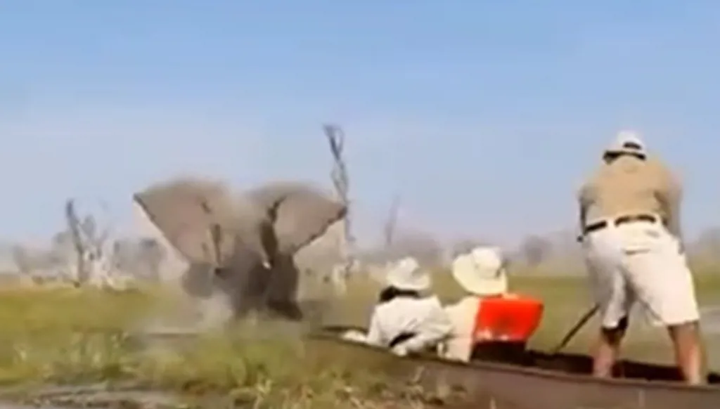 بالفيديو... فيل "غاضب" يهاجم قارب سيّاح ويقلبه وسط النهر