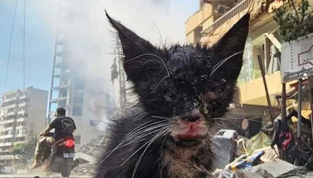 ضحايا بلا صوت... كيف دفعت الحيوانات ثمن الحرب الأخيرة في لبنان؟