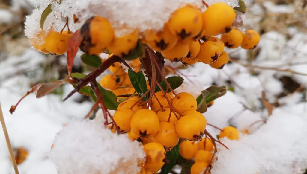 صقيع وبرد قارسان وغير معهودين حتى في "عز الكوانين"... الأبيض يزيّن مختلف المناطق اللبنانية مبشّراً بنهاية الحرب