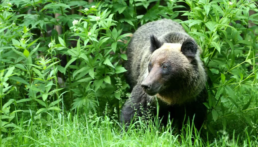 رجل يعثر على دب داخل منزله