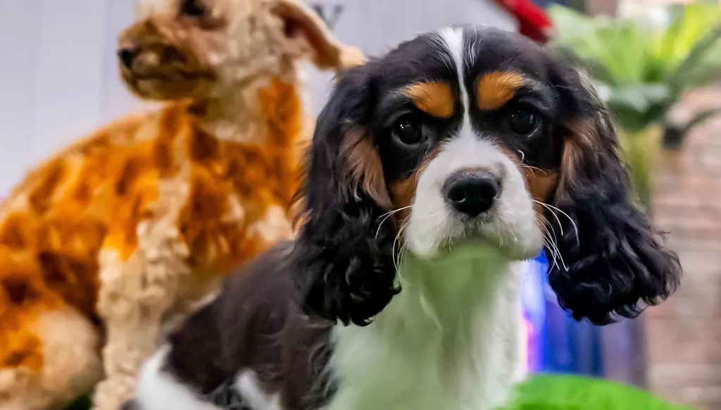 أول حديقة للكلاب ضمن منطقة "ذا غروفز" في موسم الرّياض (صور)