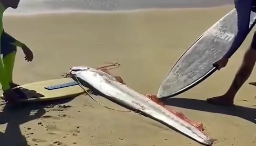 بالفيديو والصور- ظهور "سمكة يوم القيامة" يثير الهلع من كارثة وشيكة