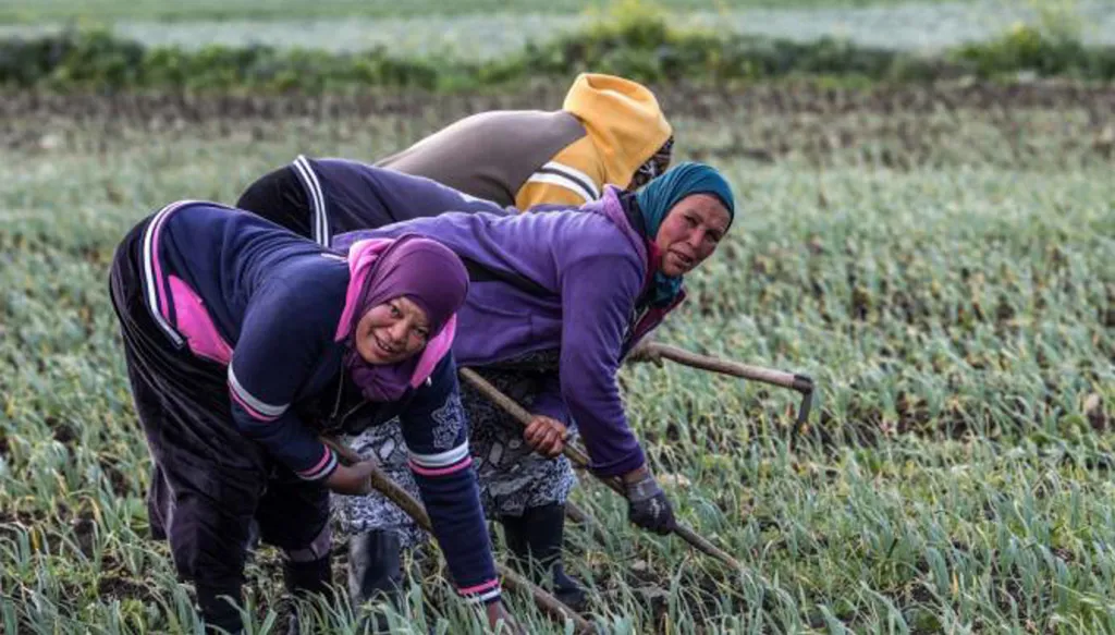 النساء العاملات في الزراعة: تعبٌ مشترك وأجر غير متكافئ
