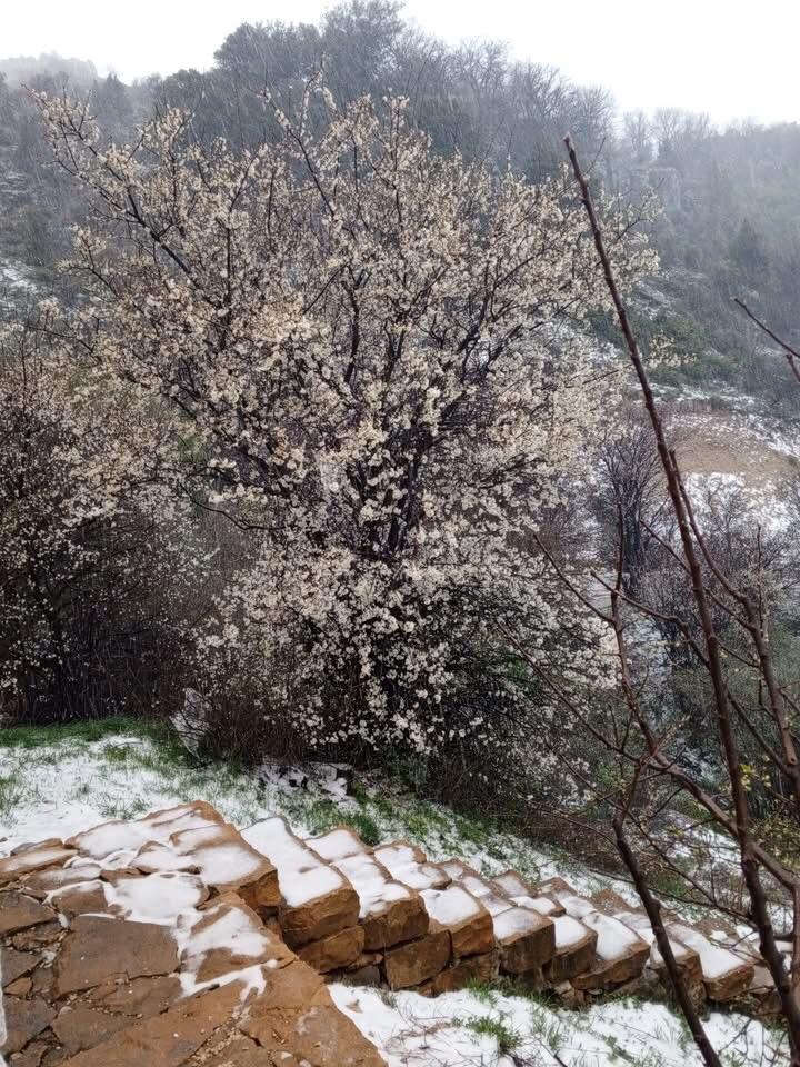 تساقط الثلوج في شمالي لبنان (مراسل 