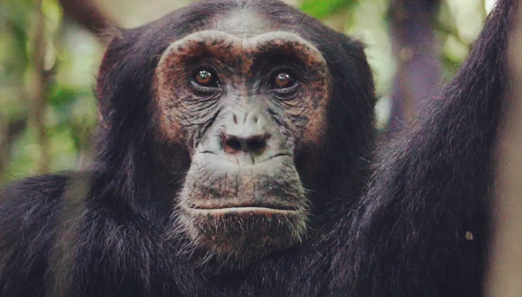 دراسة جديدة تكشف عن ميزة تجمع قرود الشمبانزي والبشر (صور - فيديو)