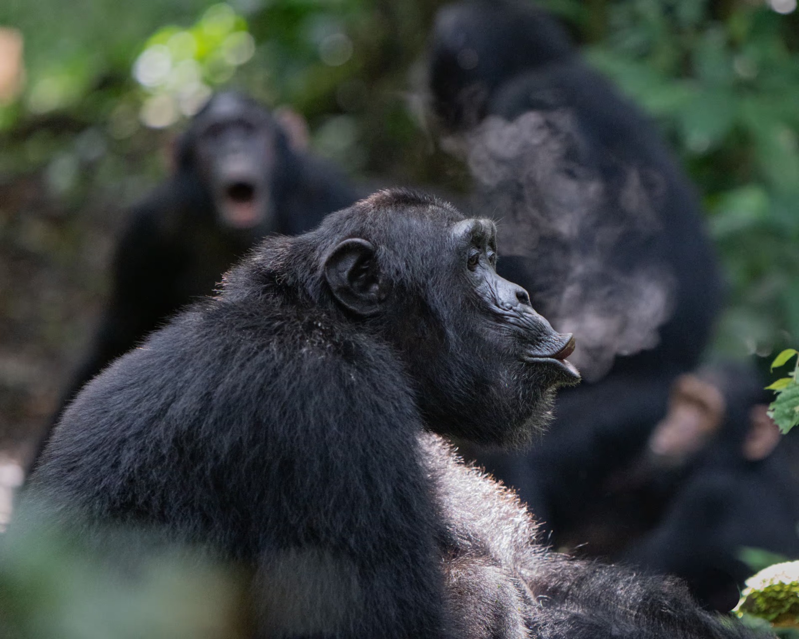قرود الشمبانزي (وكالات).