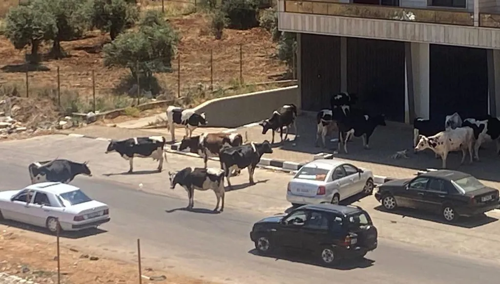 أبقار تُحاصر مبنى في أبي سمراء!