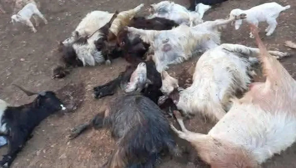 نفوق أكثر من 300 رأس ماعز في شمال لبنان (صور)