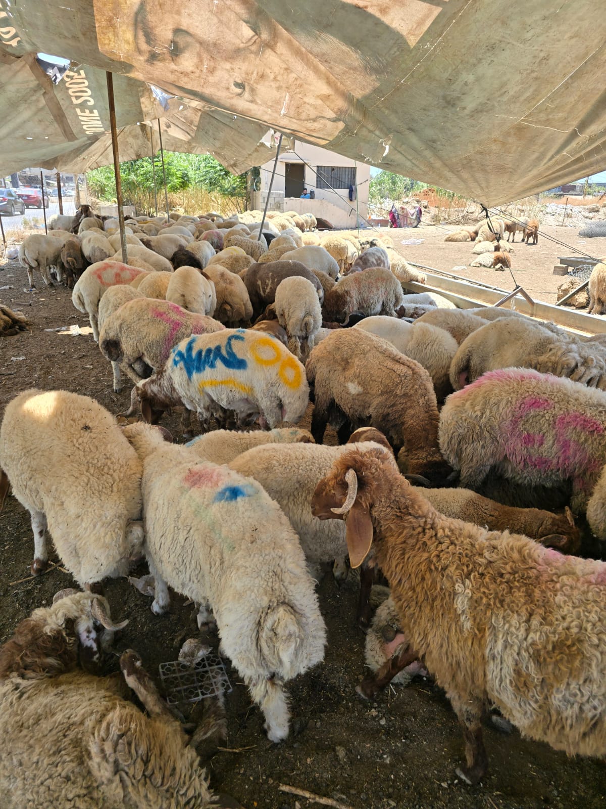 خواريف. (أحمد منتش)