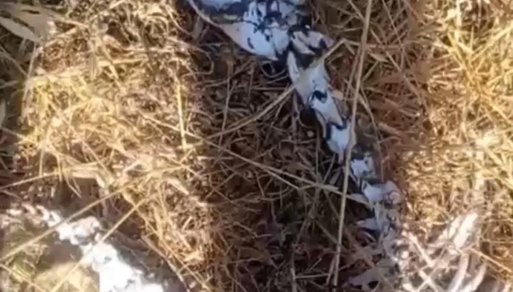 بالفيديو - هيكل عظمي غريب يثير ضجّة في أكروم... "درب عكار" تكشف الحقيقة