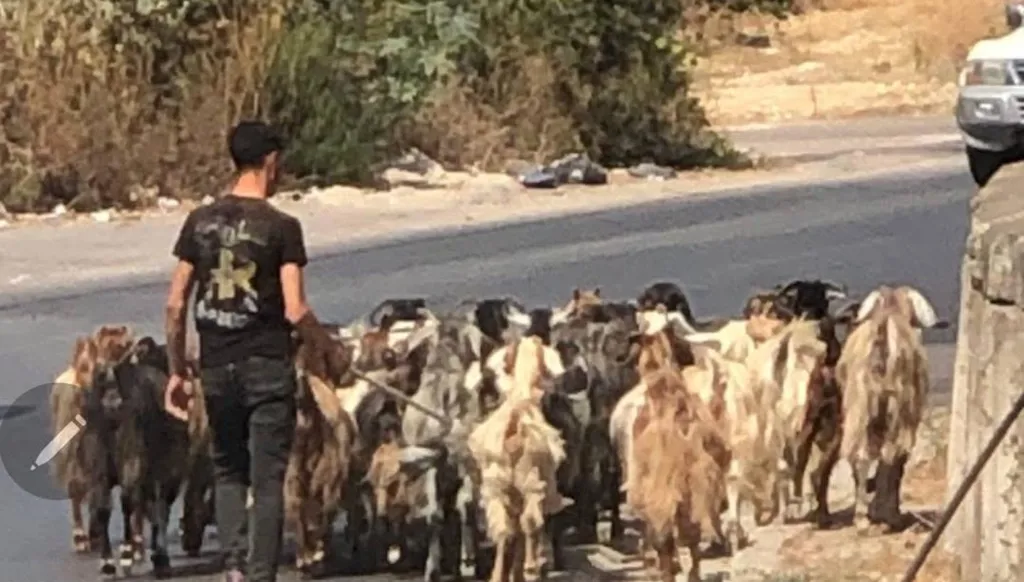 لبنان... بلدية مجدليا تنتصر للبيئة وتجبر صاحب الماشية على اعادة التشجير