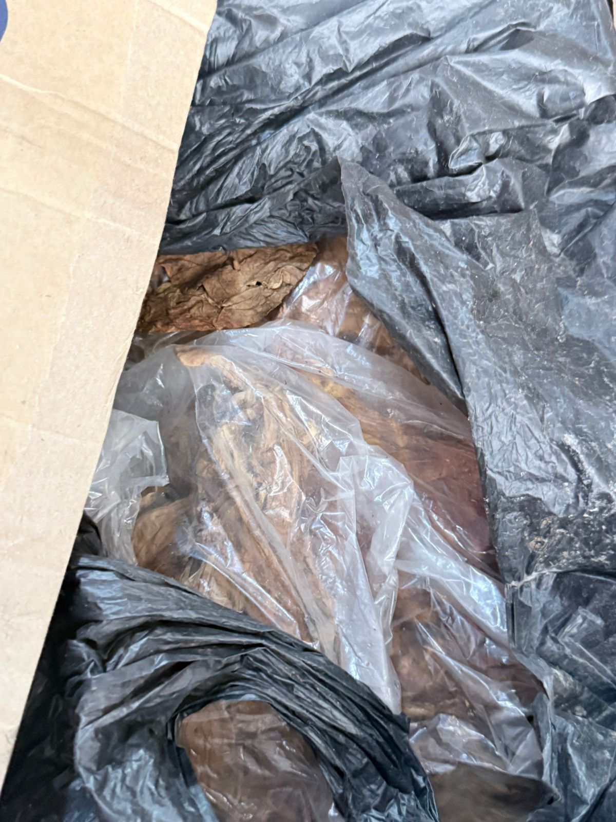 من المضبوطات (الريجي).
