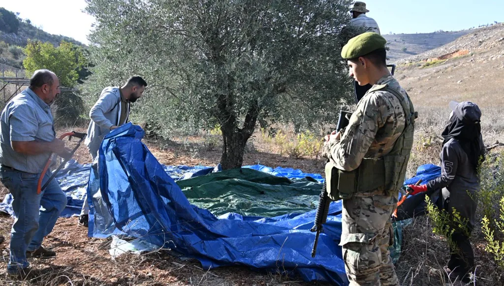 قطف زيتون بحضور اليونيفيل والجيش اللباني في عديسة (حسام شبارو).