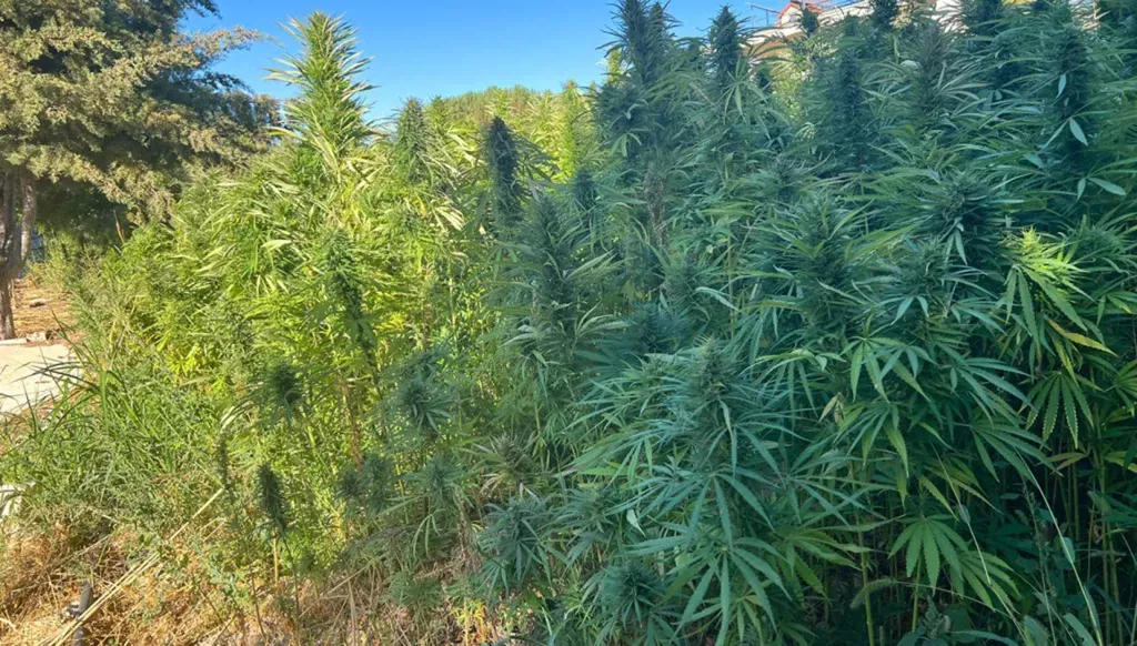 بيان احتجاجي من مزارعي بعلبك - الهرمل ضد محاولات تقويض مشروع القنب الهندي: "نرفض التسلل إلى أحلامنا"