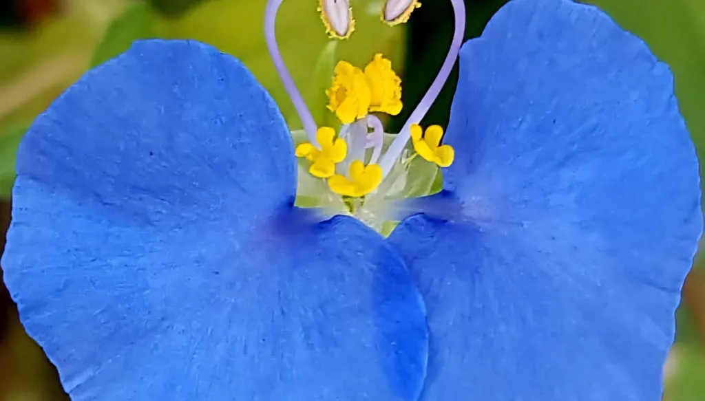 أزهار الخريف في شمال لبنان (ميشال حلاق).