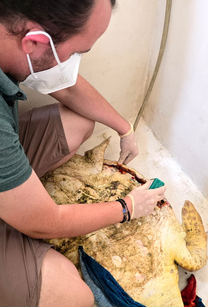 السلحفاة ضخمة الرأس. (النهار)