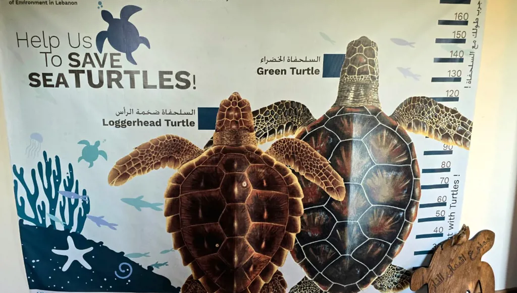 بالصور - إنقاذ سلحفاة بحرية ضخمة الرأس في صور