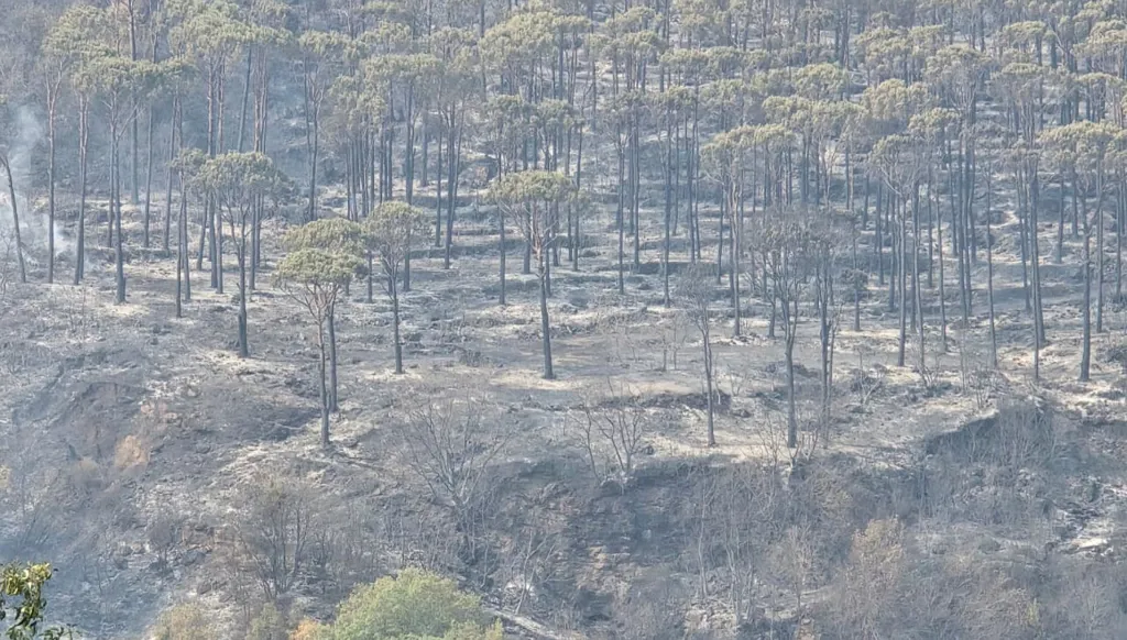 من حرائق جزين. (أحمد منتش)