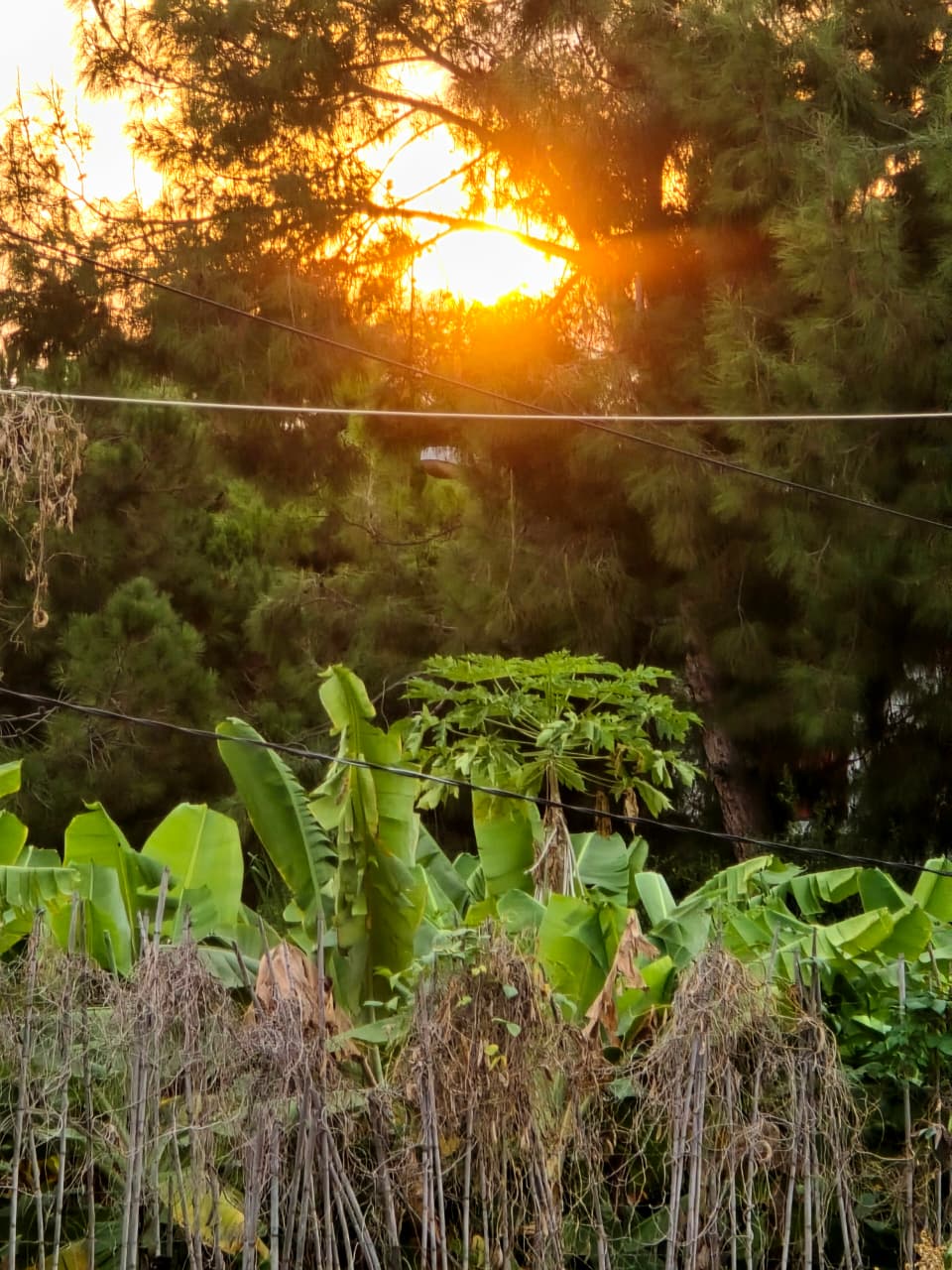 غروب في أحد بساتين صيدا (أحمد منتش). 