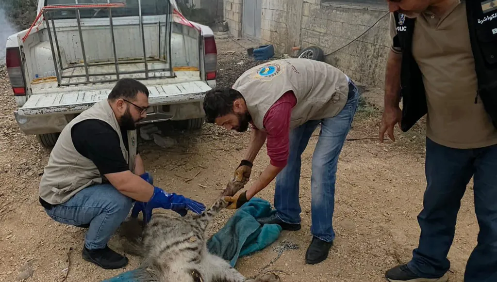 بالفيديو- في عكار شمالي لبنان... إعادة إطلاق ضبع مخطّط إلى موطنه الطبيعي بعد علاجه