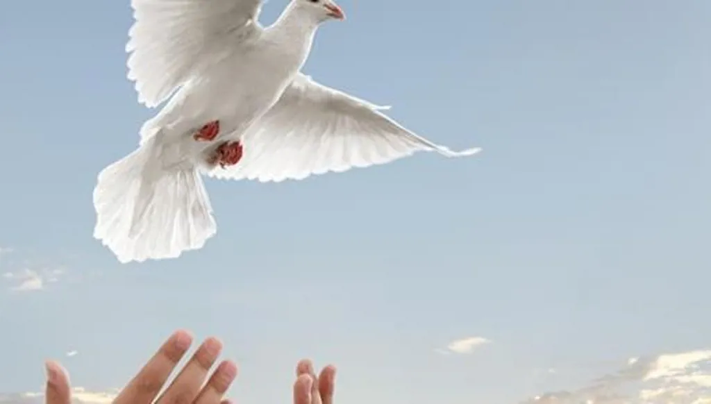 السلام رحلةُ شفاء مشتركة تبدأ من الداخل