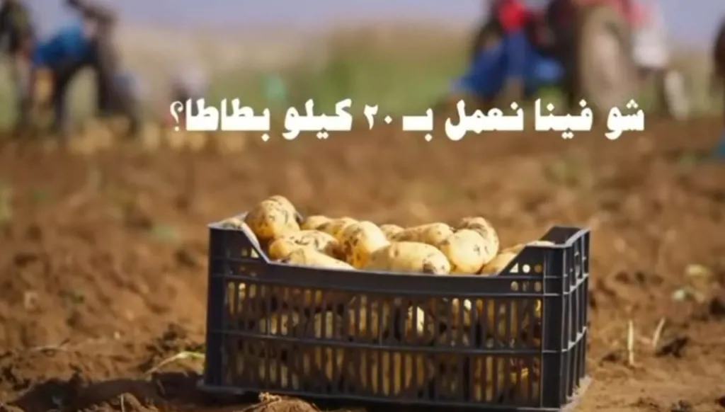"20 كليو بطاطا بتساعد"... حملة وطنية لتشجيع المزارعين