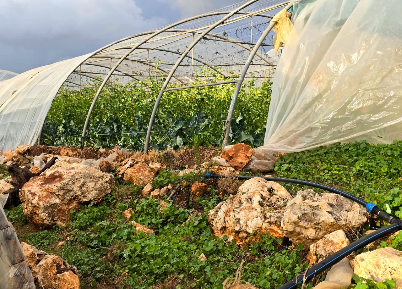 أضرار في الخيم الزراعية في الرميلة. (أحمد منتش)