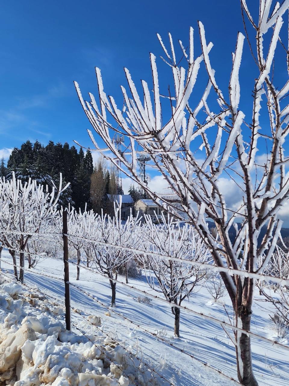 الجليد على الشجر (النهار).