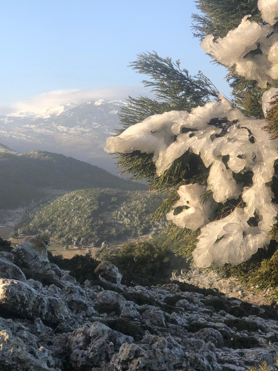 جليد على الأشجار شمالي لبنان (النهار).