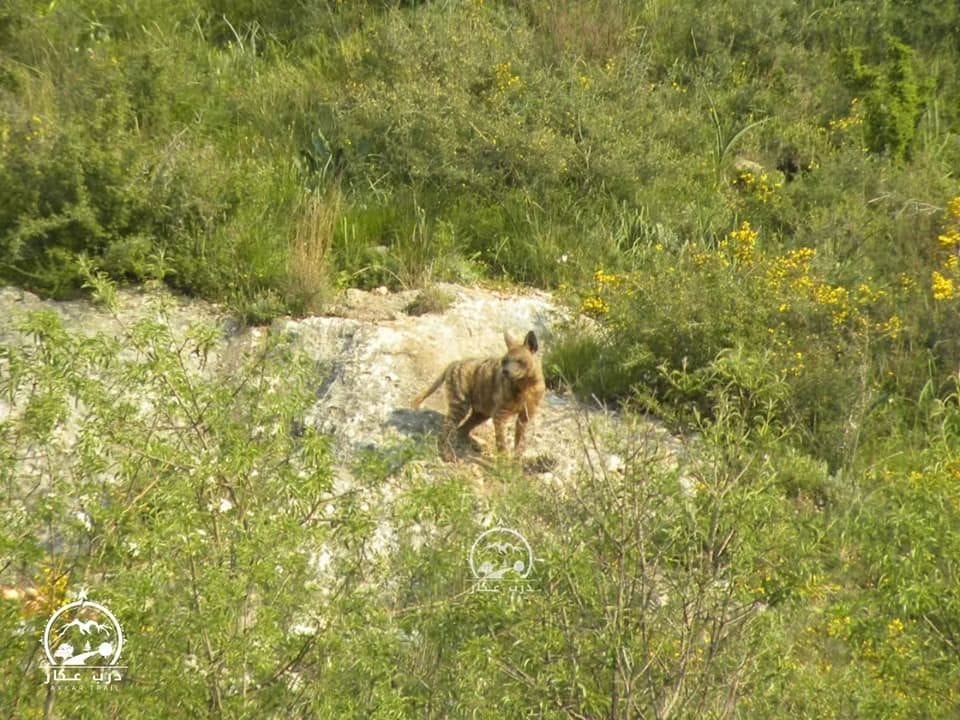 ظهور الضبع بشكل مكشوف آنذاك جاء عقب اندلاع حريق في الموقع الذي كان يختبئ فيه(الصورة من جمعية درب عكار)