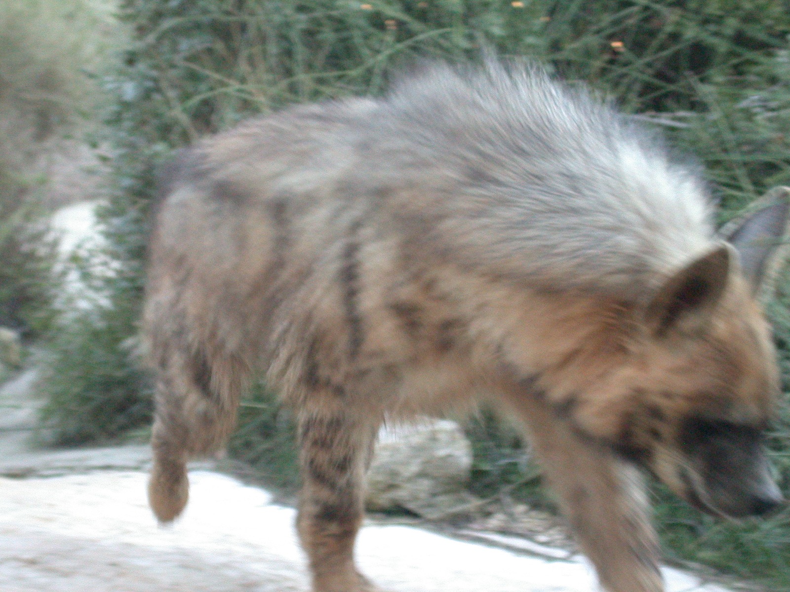 عندما يشعر بالخطر يلجأ إلى نفش الشعر على ظهره ليبدو أكبر حجماً (الصورة من مركز التعرف على الحياة البرية).