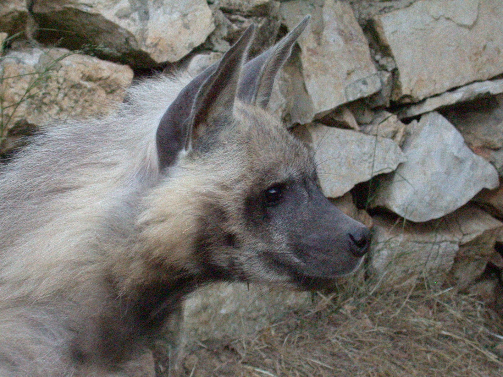 الضبع المخطط في لبنان (الصورة من مركز التعرف على الحياة البرية في عالية)