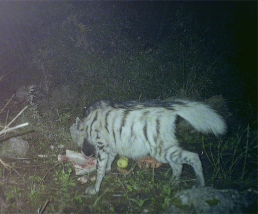 الضبع المرقط الأكثر انتشاراً في لبنان (الصورة من الدكتور منير أي سعيد)