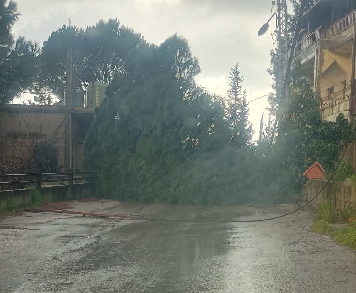 سقوط شجرة صنوبر معمرة في عكار. (ميشال حلّاق)