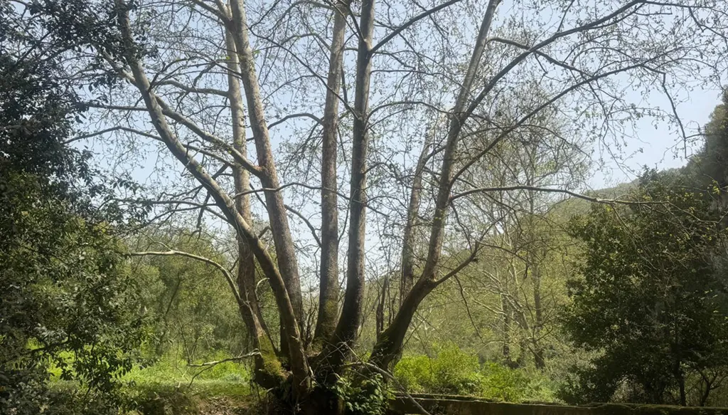 Randonnées au Liban : les parcours phares du printemps 2026