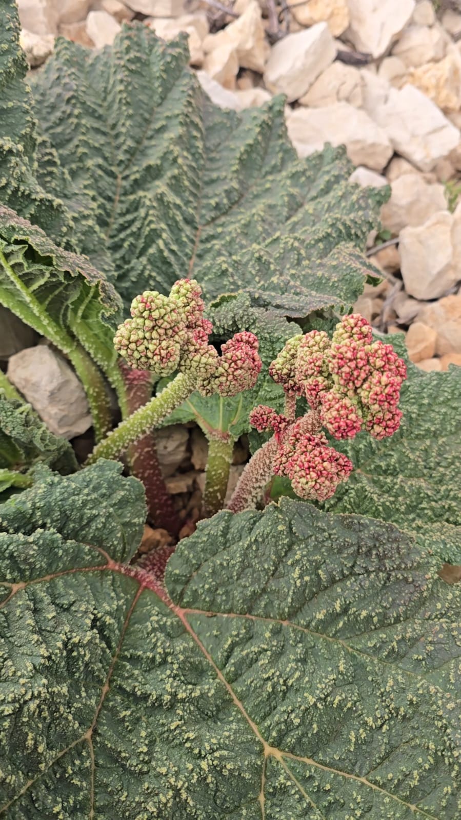 نبتة الريباس (النهار)