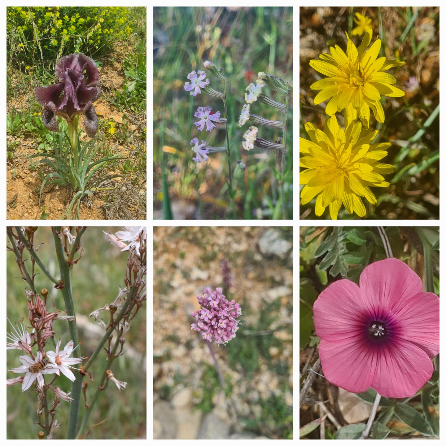 Wild irises, silene, chrysanthemums, asphodel, clover, and mallow