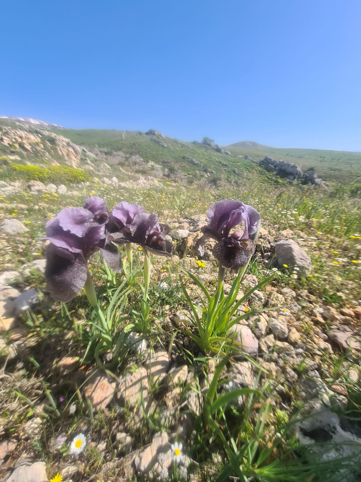 Wild iris (Iris sofarana)