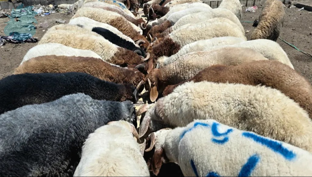 حركة بيع وشراء نشطة في أسواق صيدا جنوب لبنان… وتراجع في توزيع الأضاحي (صور وفيديو)