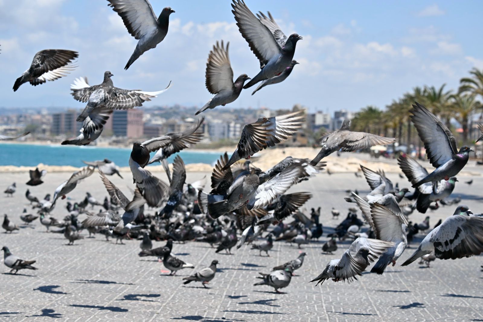 سرب من الطيور في ساحة مدينة صور (تصوير حسام شبارو).