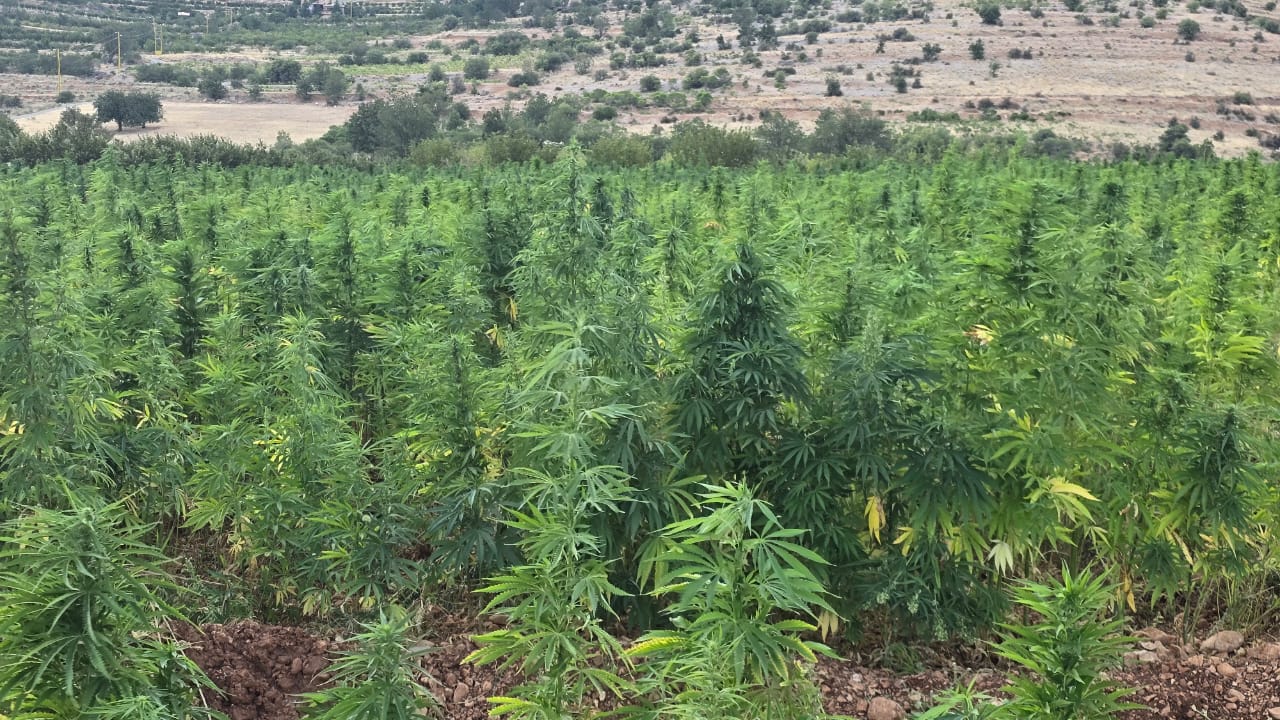  القنب الهندي. (لينا اسماعيل)