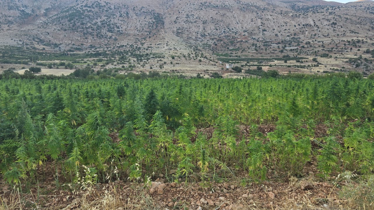  القنب الهندي. (لينا اسماعيل)