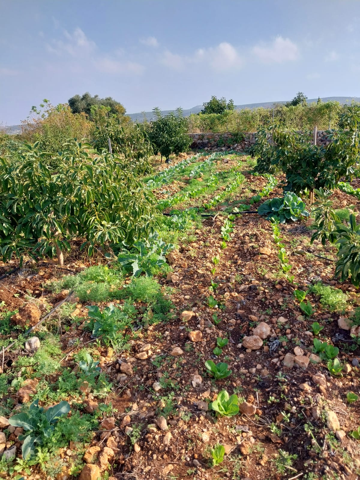 أرض زينب مهدي في الناقورة والتي جرفتها اسرائيل مع كل المحاصيل والبذور البلدية التي كانت تحتفظ بها (الناقورة- 2024)