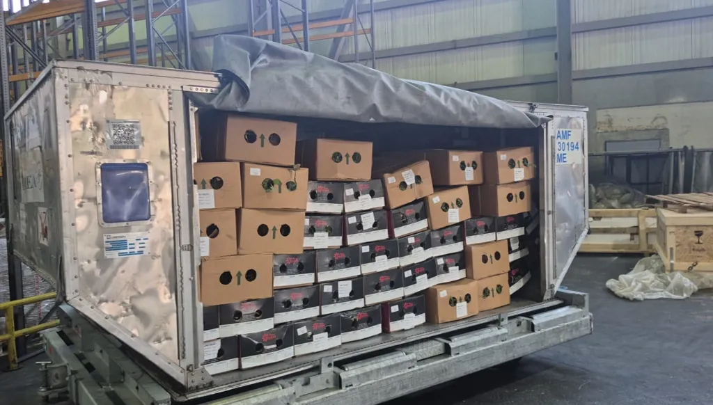 عودة معطرة بالأمل: الورد يفتتح استئناف إعادة التصدير إلى السعودية (فيديو)
