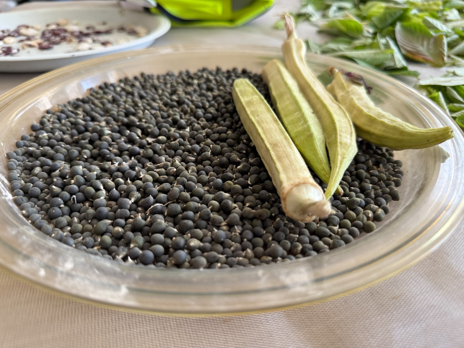 البامية البلدية (الصورة من الحركة الزراعية في لبنان)
