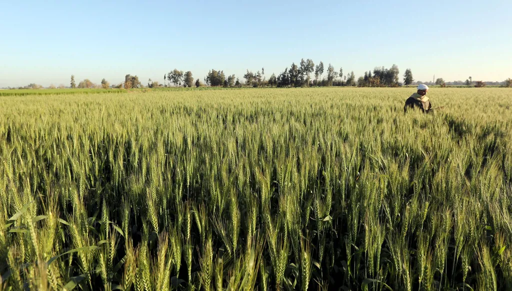 مصر ترفع صادراتها الزراعية إلى أكثر من 5.8 مليون طن منذ بداية العام