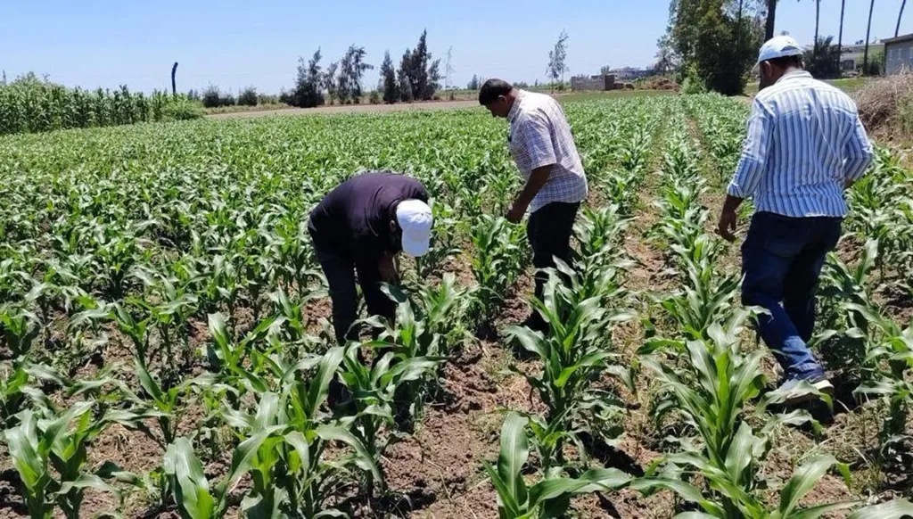 مصر... حين يصبح كل متر مكعب من المياه معركة من أجل الغذاء