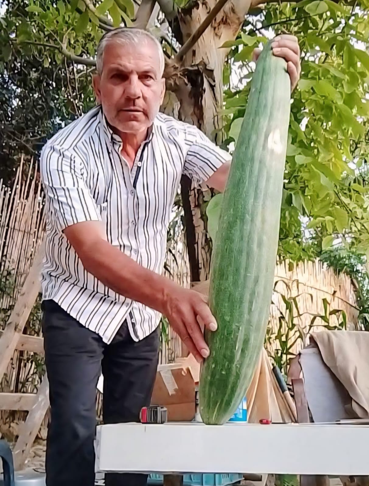 المقتاية. (النهار)